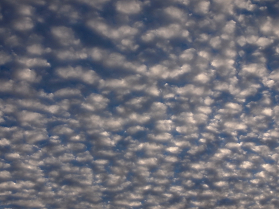 [A sea of small white splotches on a blue background.]